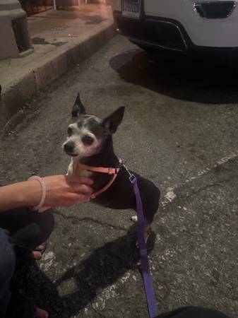 Found dog
