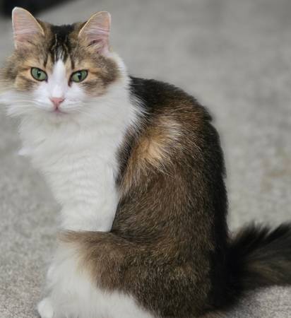 Lost Cat in Missouri