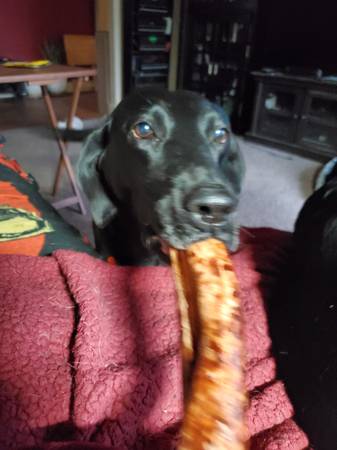 Lost dog