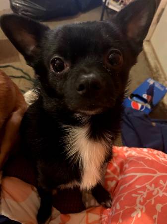 Lost dog