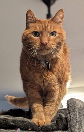 Lost cat