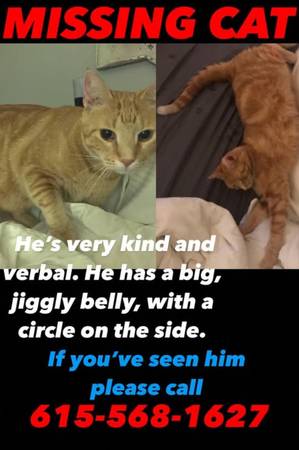 Lost cat