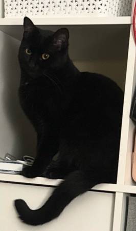 Lost Cat in Sunnyvale