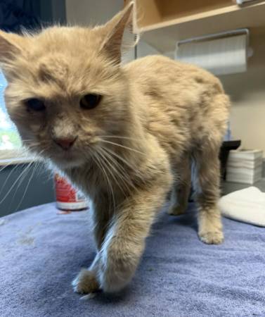 Found cat