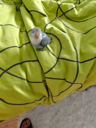 Found Bird in Burnaby