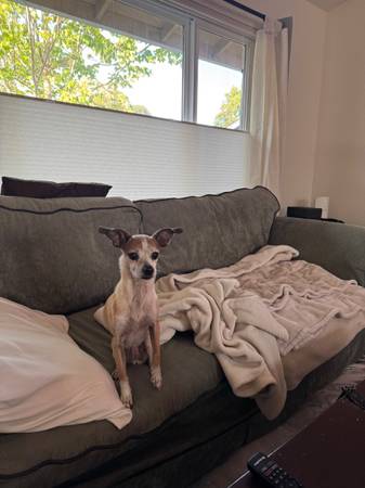 Found Dog in Petaluma