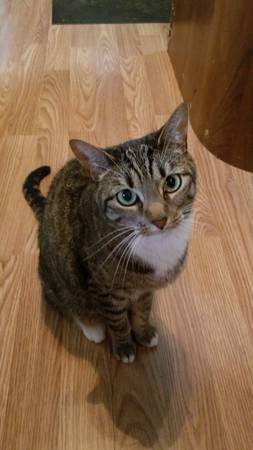 Lost cat