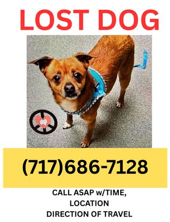 Lost dog