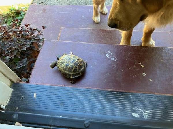 Lost Pet in Portland
