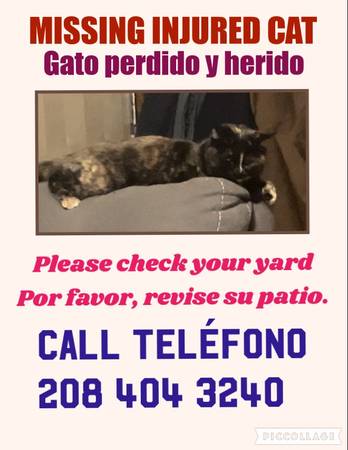 Lost cat