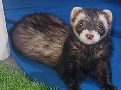 Lost ferret
