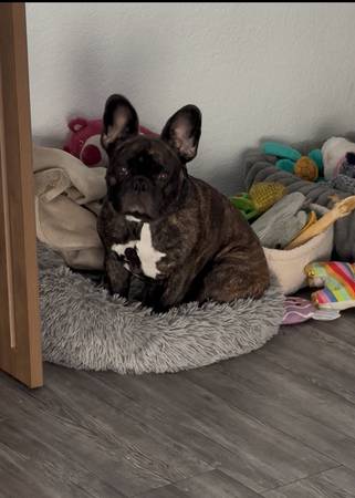 Lost dog