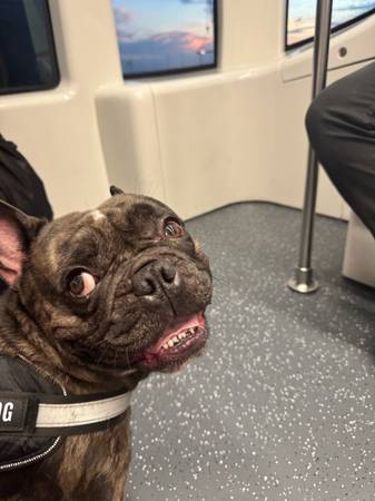 Lost dog