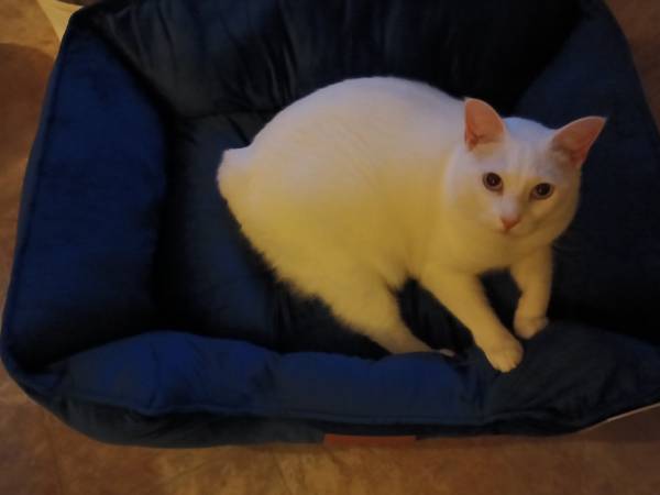 Lost cat