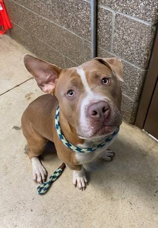 Found Dog in Eugene