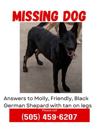 Lost dog