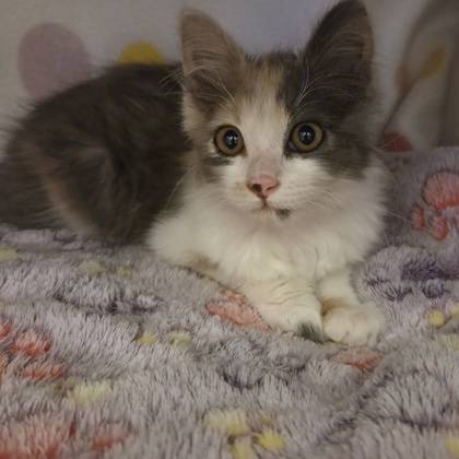 Found cat
