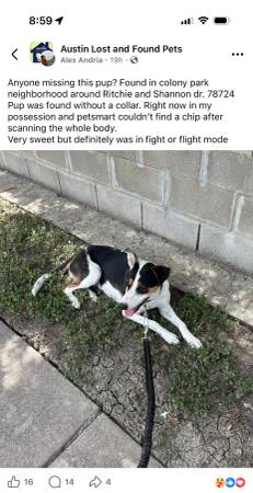 Found dog