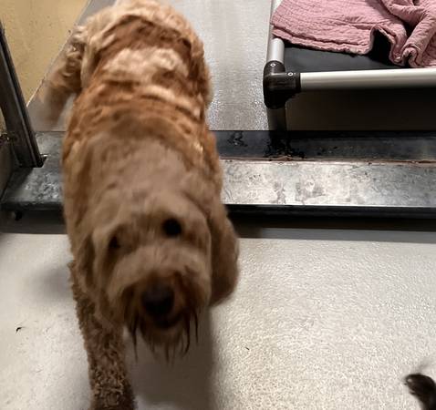 Found dog