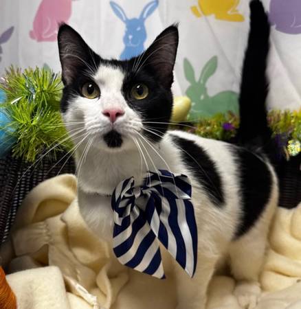 Lost cat
