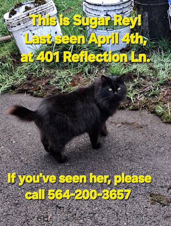 Lost Cat in Rainier