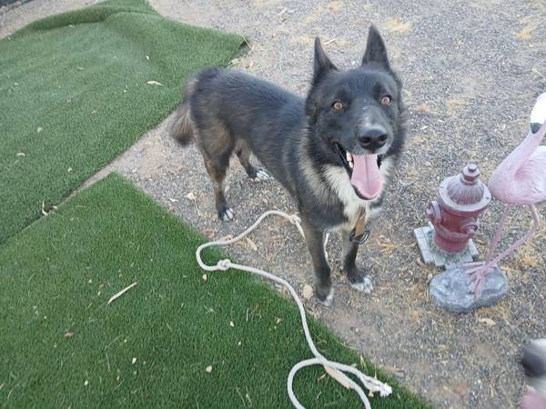 Found dog
