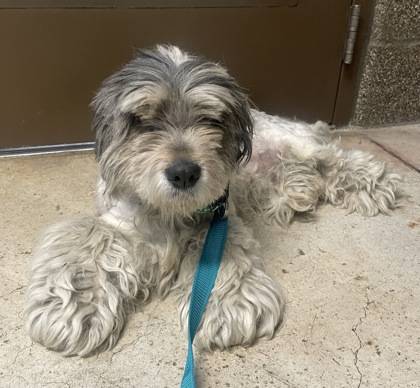 Found Dog in Eugene