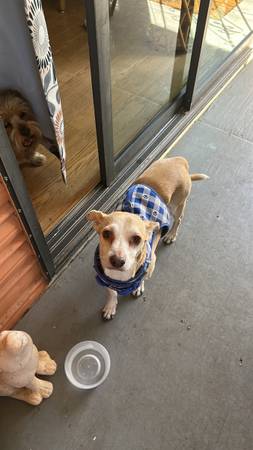 Lost Dog in Tucson
