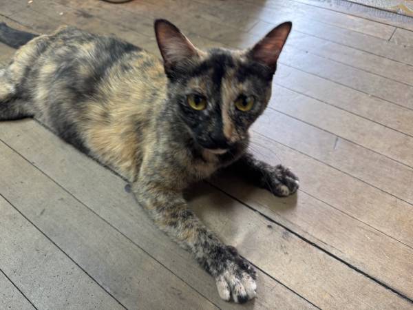 Found cat