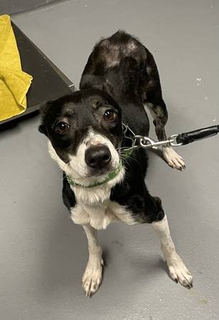 Found dog