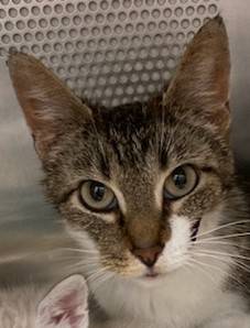 Found cat