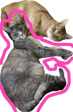 Lost cat