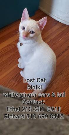 Lost cat