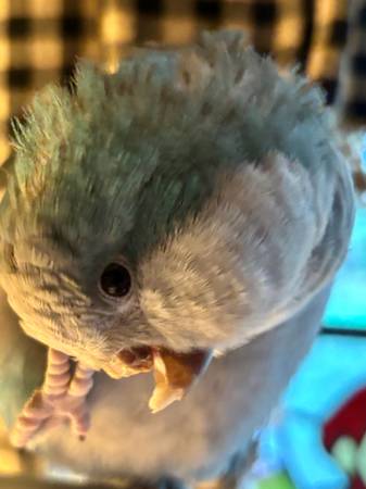 Lost bird