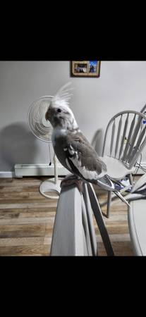 Lost Bird in Rhode Island