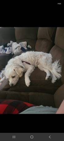Lost dog