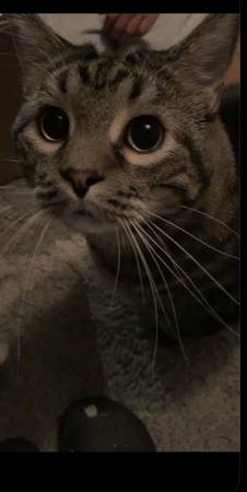 Lost cat