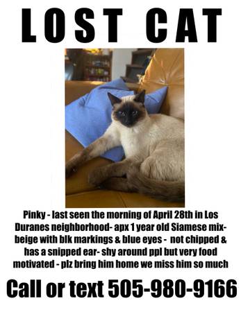 Lost cat
