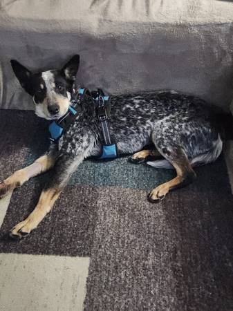 Lost dog