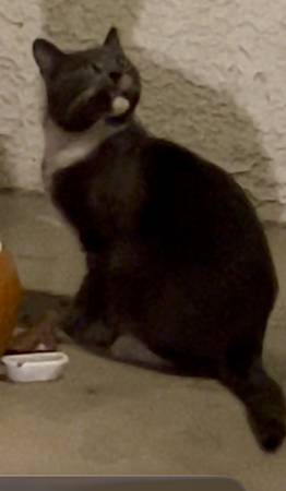 Found cat
