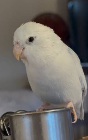 Lost bird