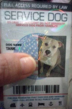 Lost dog