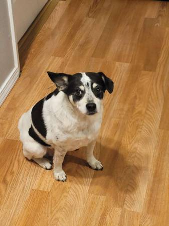 Lost dog