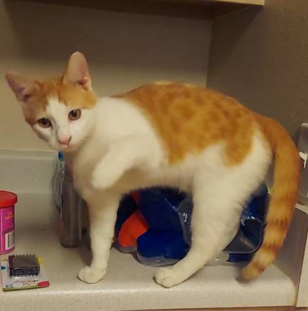 Lost cat