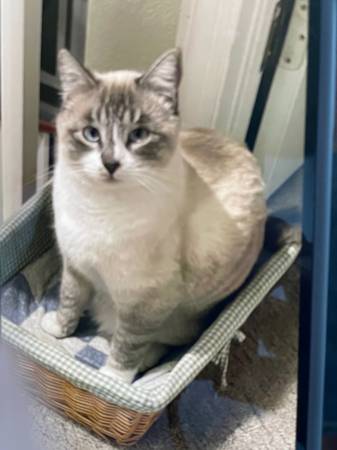 Lost Cat in Eagle