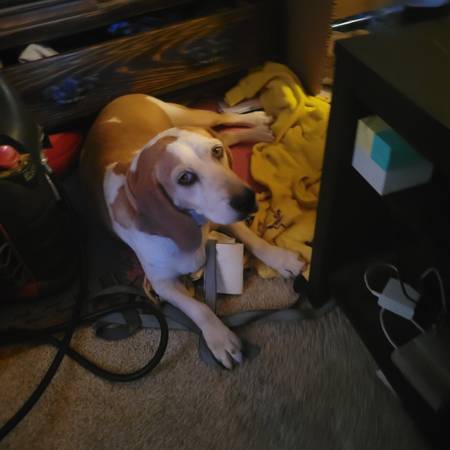 Found dog