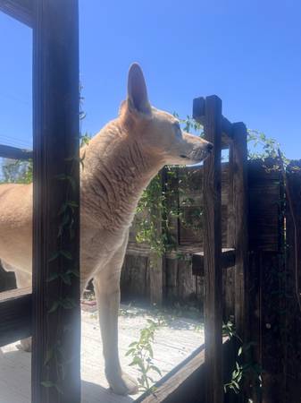 Lost Dog in Campbell And Glenn