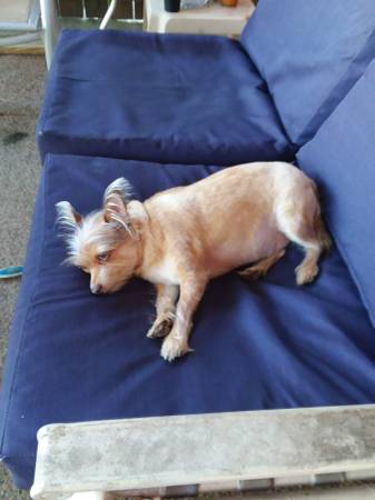 Lost Dog in Panama City