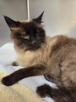 Found cat