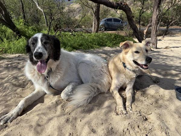 Lost Dog in Cambria